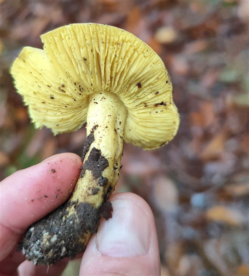 Servizio di certificazione gratuita per la commestibilità dei funghi epigei raccolti dai cittadini - anno 2026.
